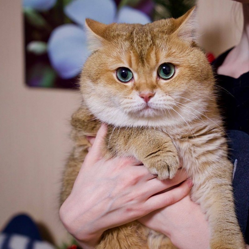 Рыжий щекастый кот