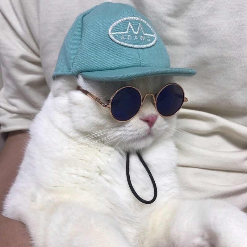 Котик в очках