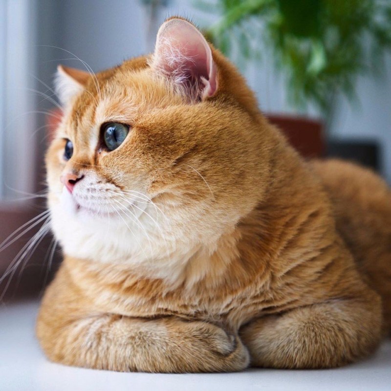 Скоттиш страйт Хосико