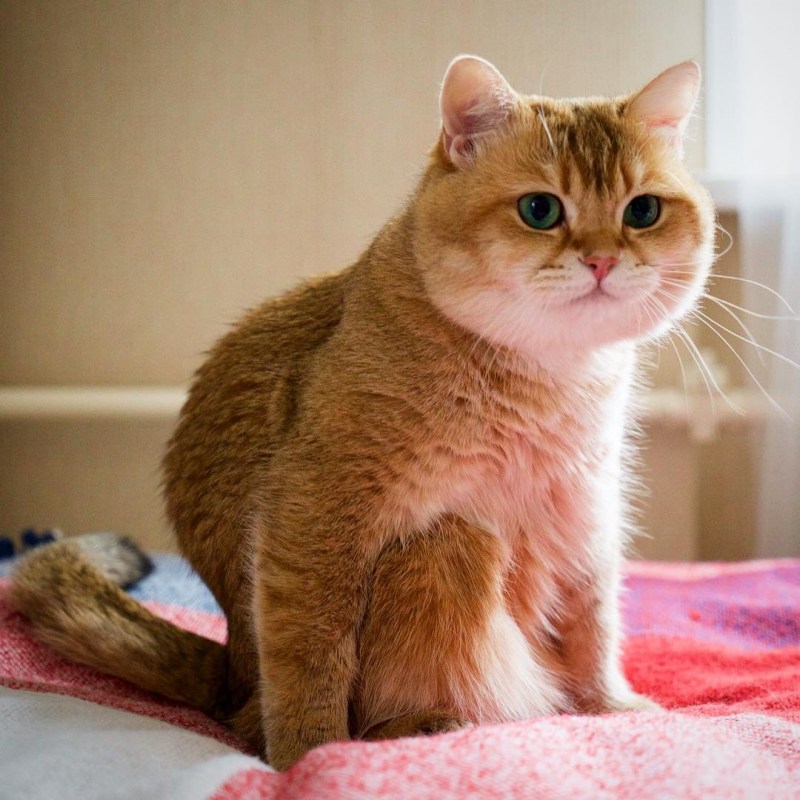 Скоттиш страйт рыжий