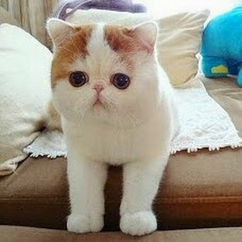 Вислоухий экзот Манчкин