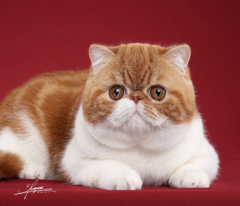 Кошки экзоты короткошерстные