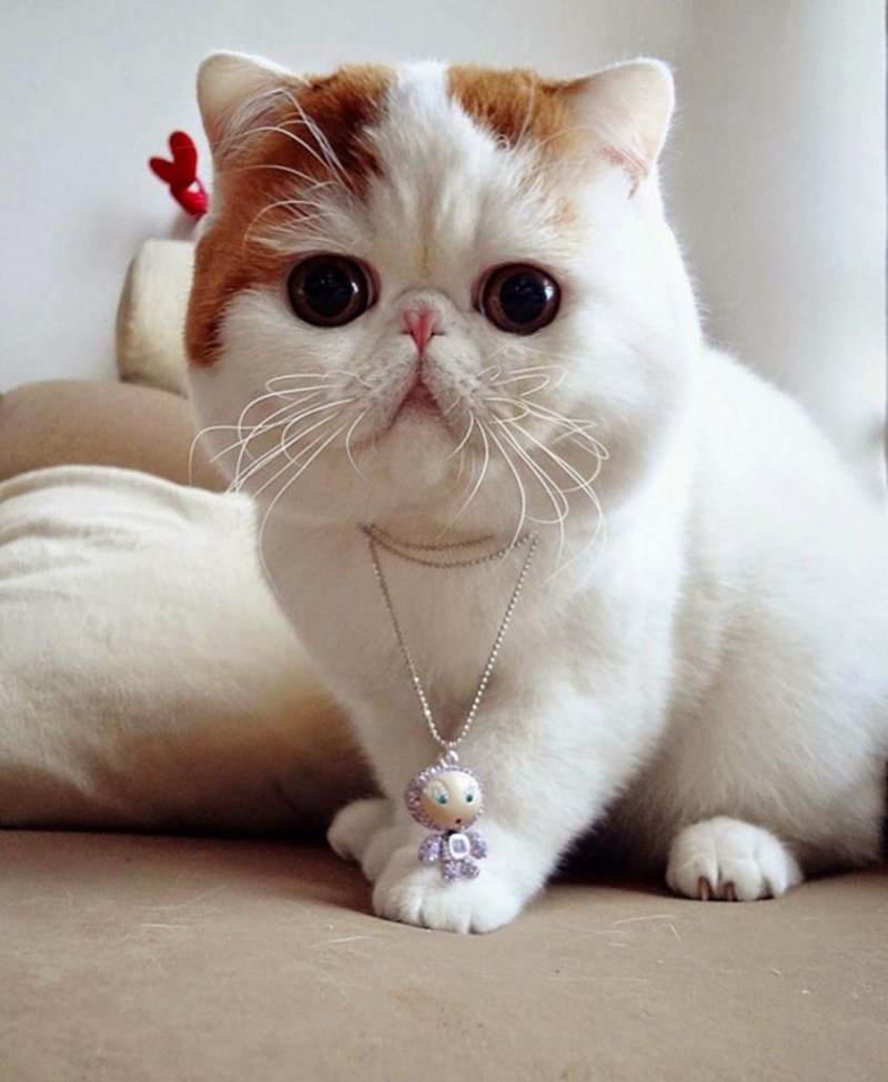 Экзот кошка