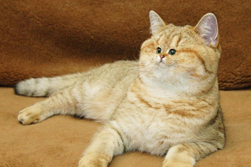 Кот с маленьким лицом