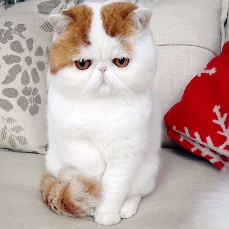 Экзот кошка