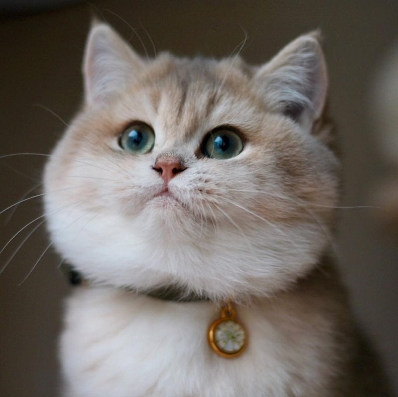 Кошка с щечками