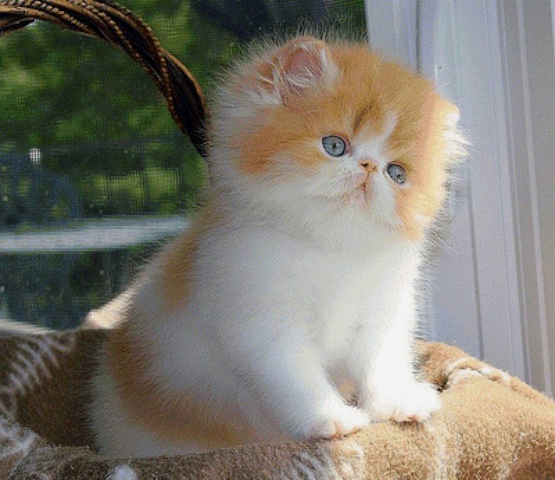 Персидские котята экзоты