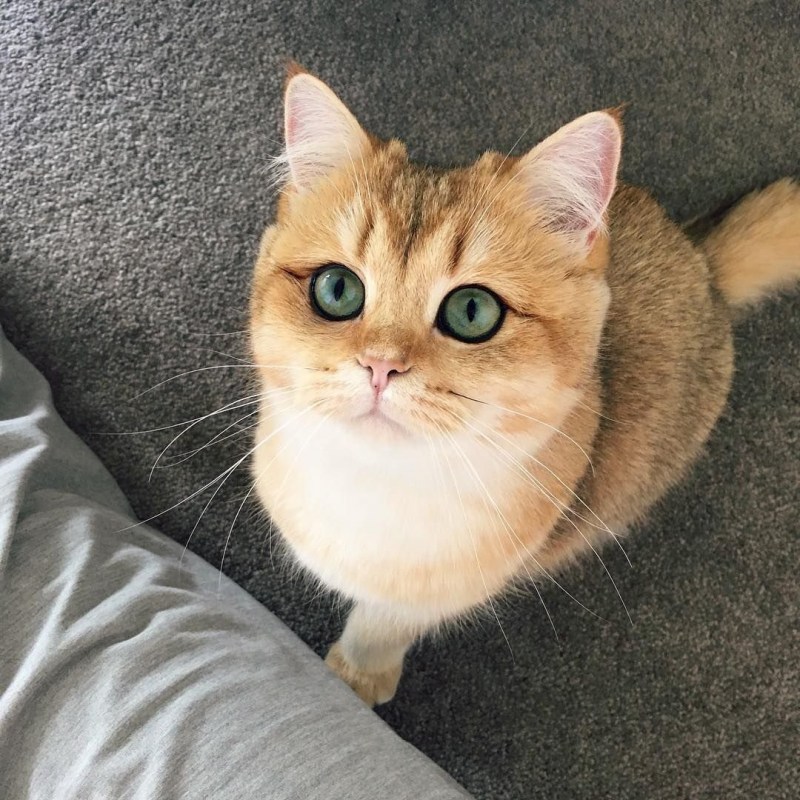 Кошка с огромными глазами