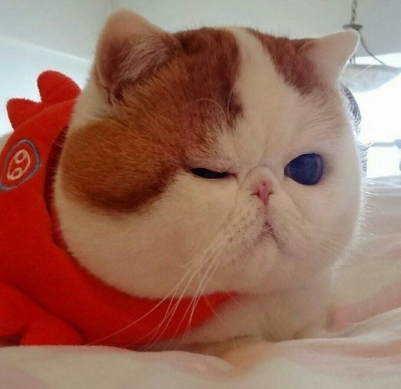 Кот с приплюснутой