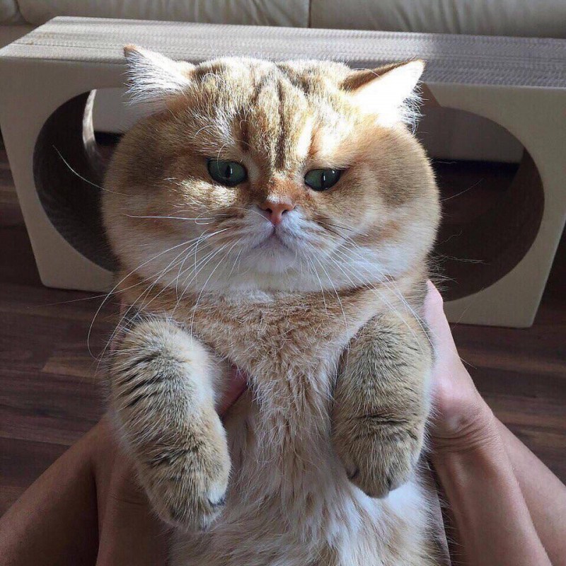 Кот с щечками