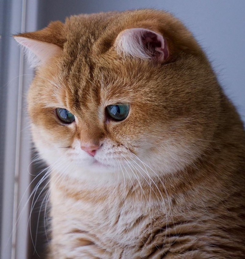 Рыжий кот Хосико