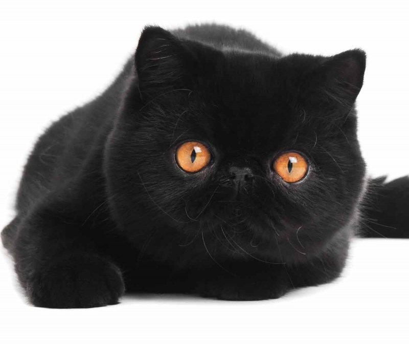Кошка экзот британец черный