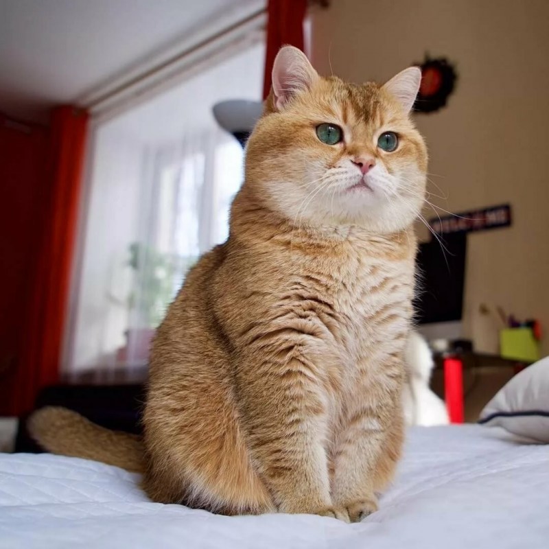 Скоттиш страйт Хосико