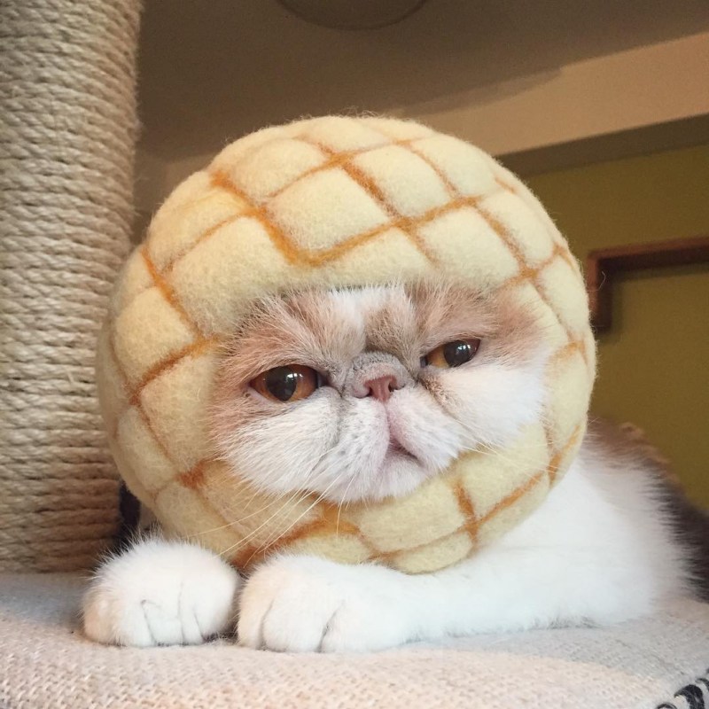 Экзотическая кошка