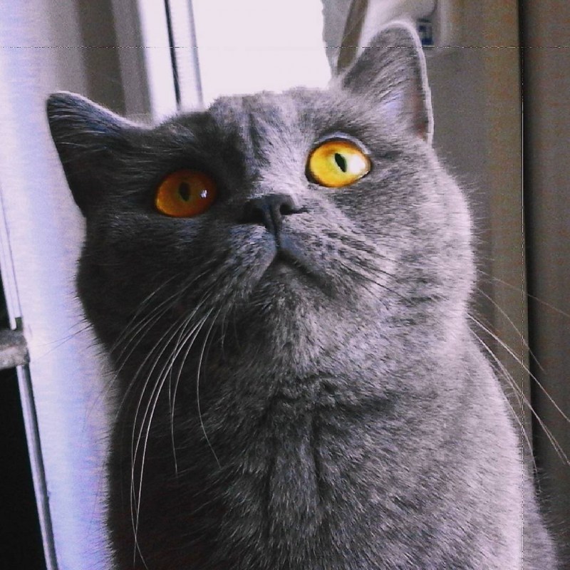 Круглая морда серого кота