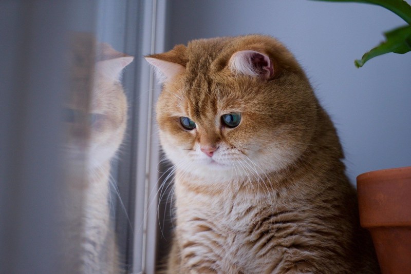 Скоттиш страйт Хосико