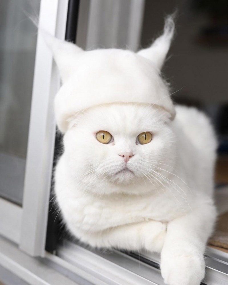 Шапочки из кошачьей шерсти