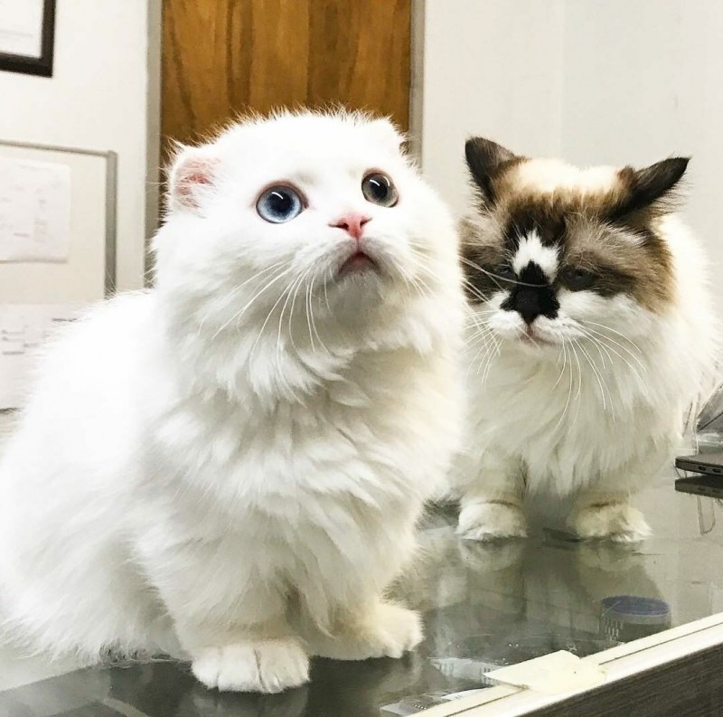 Манчкин кот