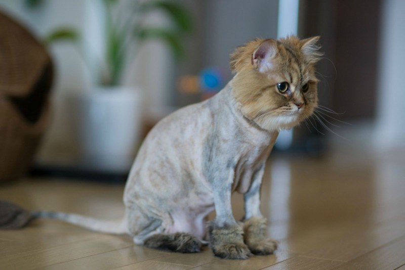 Мини коты
