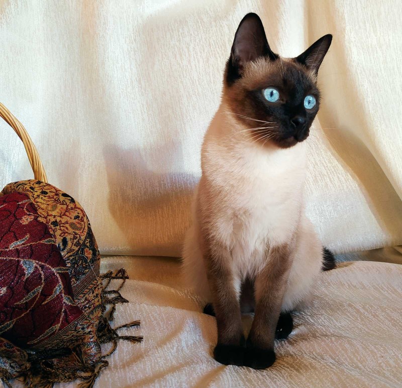 Ориентальные котята фото маленьких