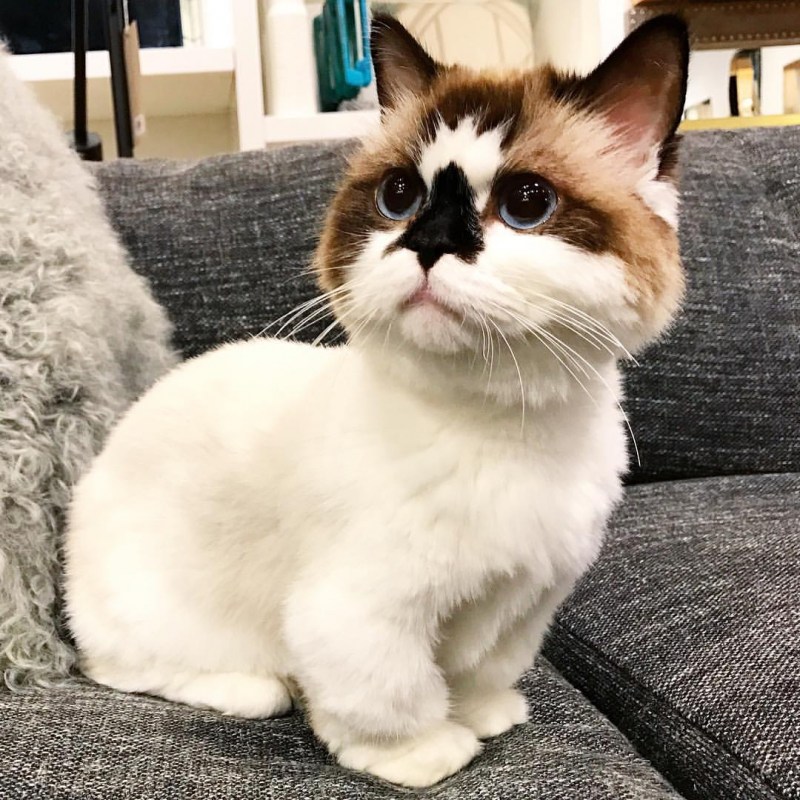 Манчкин сиамский