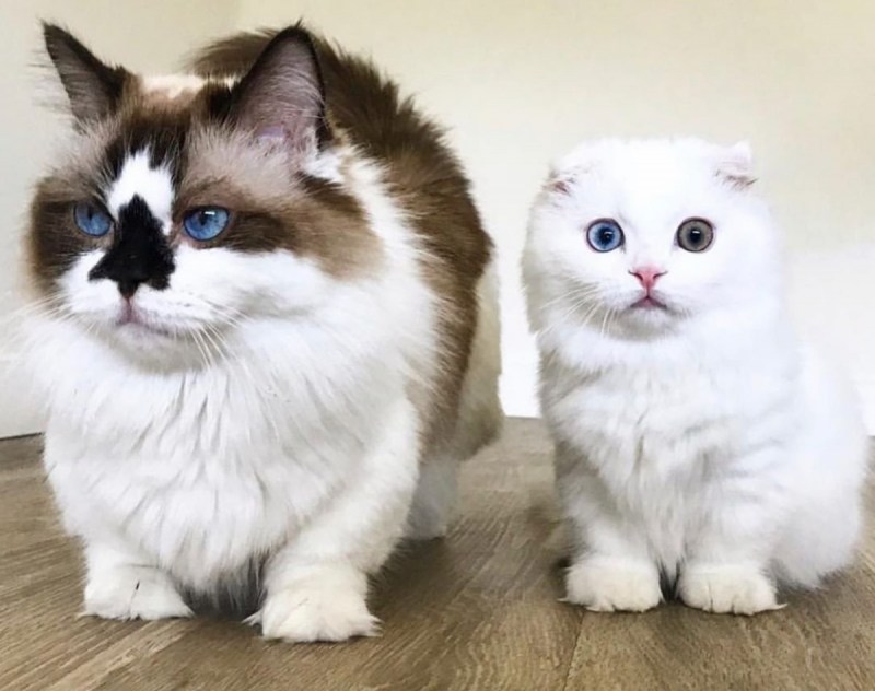 Манчкин кот