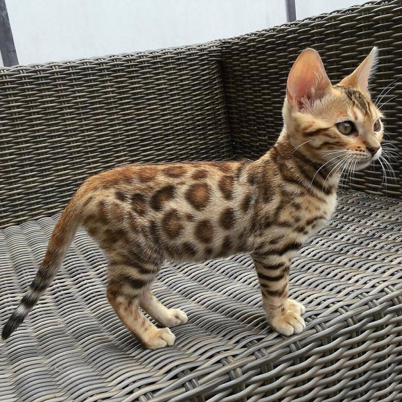 Манчкины бенгалы