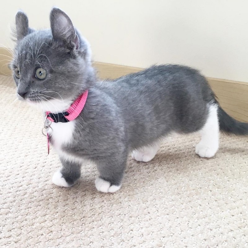 Кошка такса Манчкин