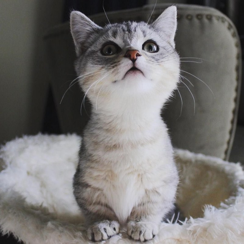 Коты породы Манчкин