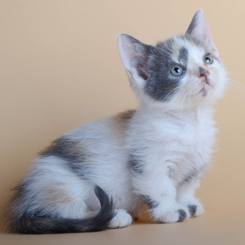 Манчкин кот