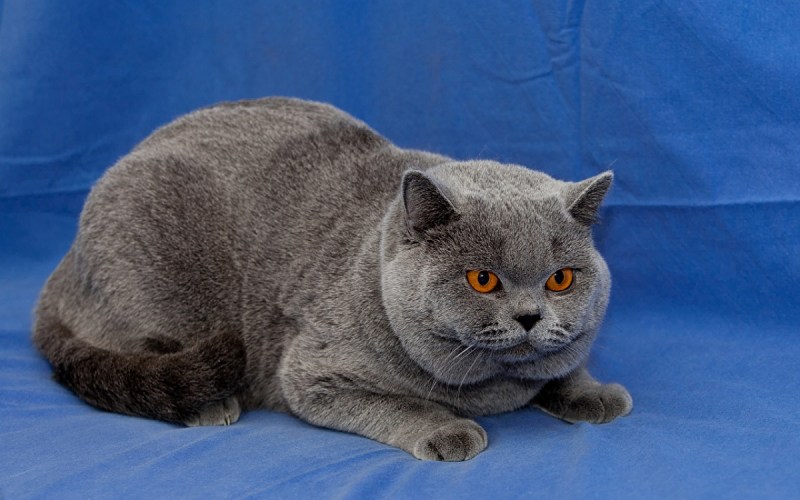 Британская голубая кошка