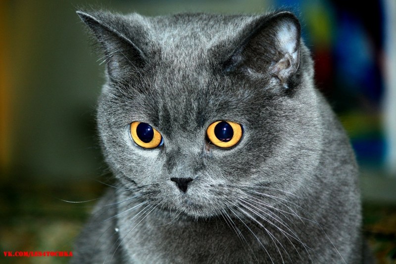 Кот британец