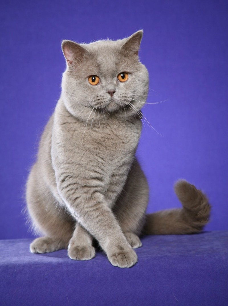 Британская кошка короткошерстная серая
