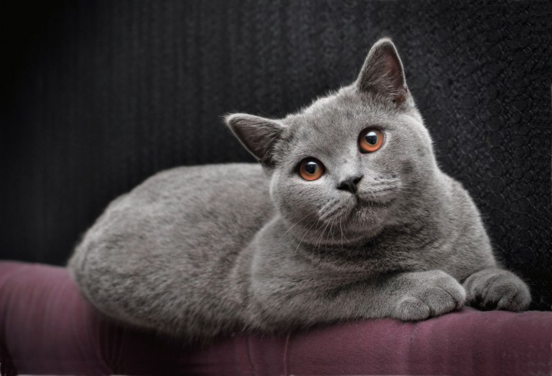 Витанская короткошёрстная кошка