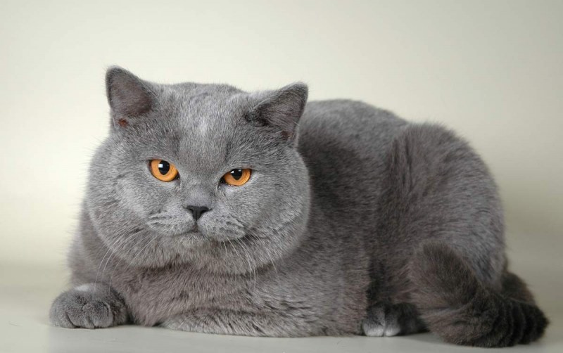 Британская короткошёрстная кошка