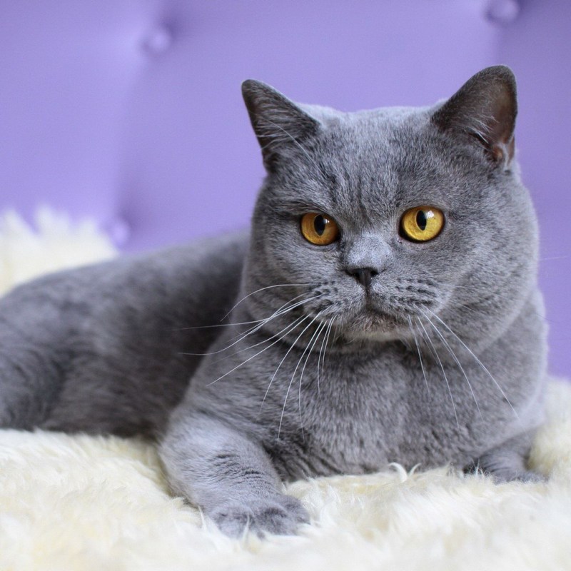 Британская короткошёрстная кошка