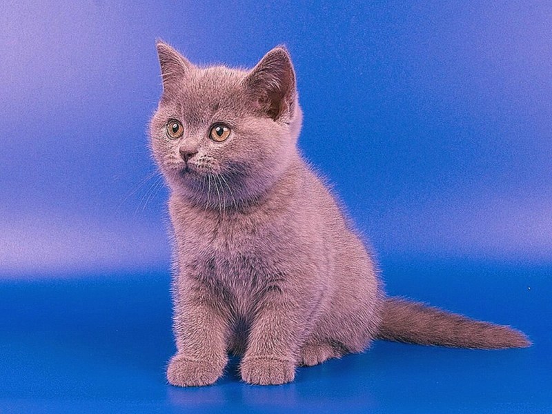 Картезианская кошка британец