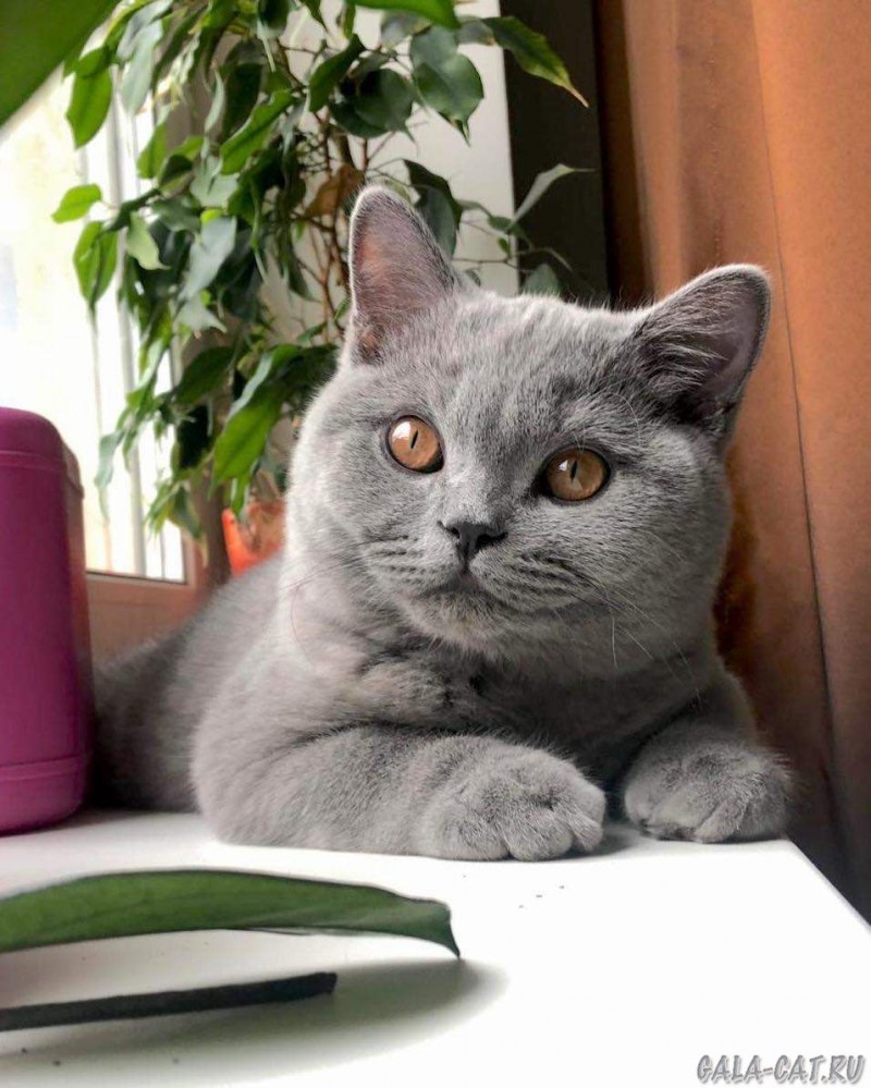 Кошка голубой британец