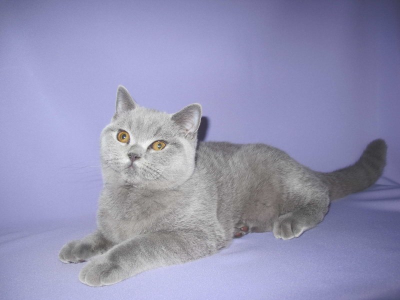 Британец кошка