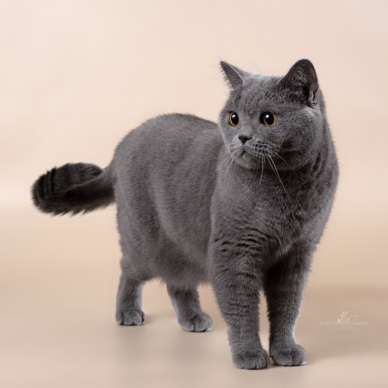 Британская короткошёрстная кошка