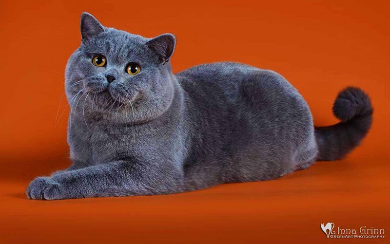 Британская короткошёрстная кошка голубая