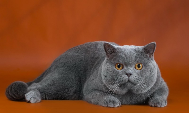 Британский короткошерстный кот голубого окраса