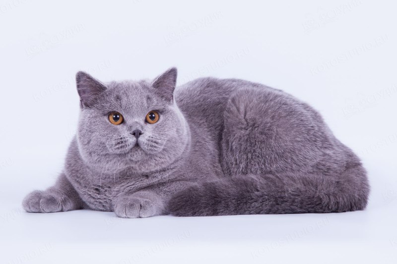 Британский короткошерстный кот