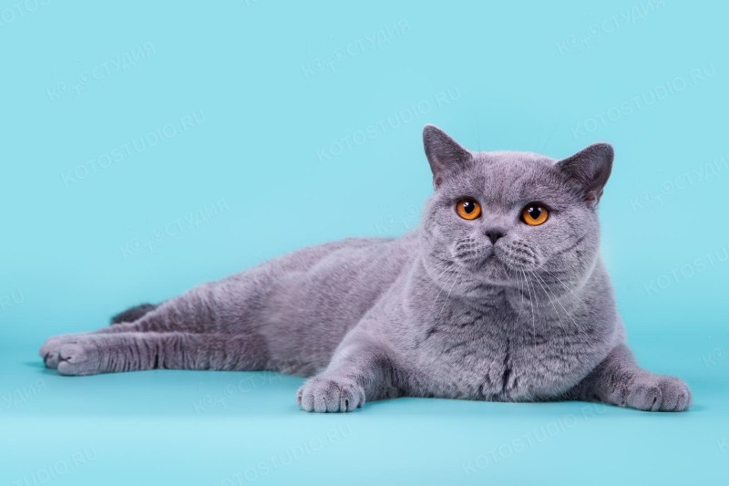 Британская короткошёрстная кошка голубая