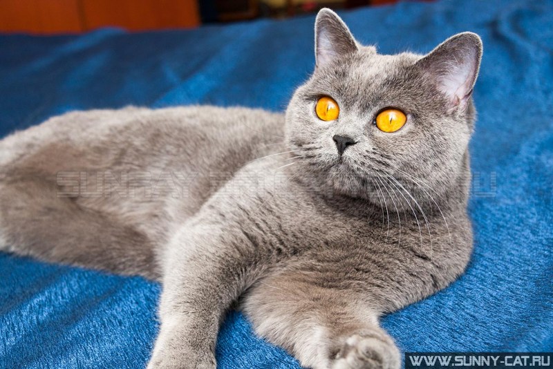 Британская короткошёрстная кошка