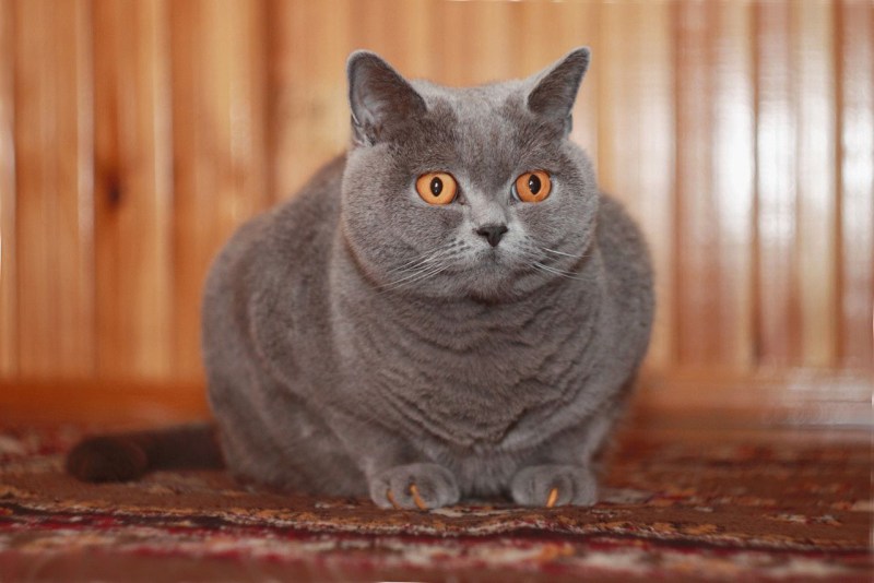 Британская кошка короткошерстная серая
