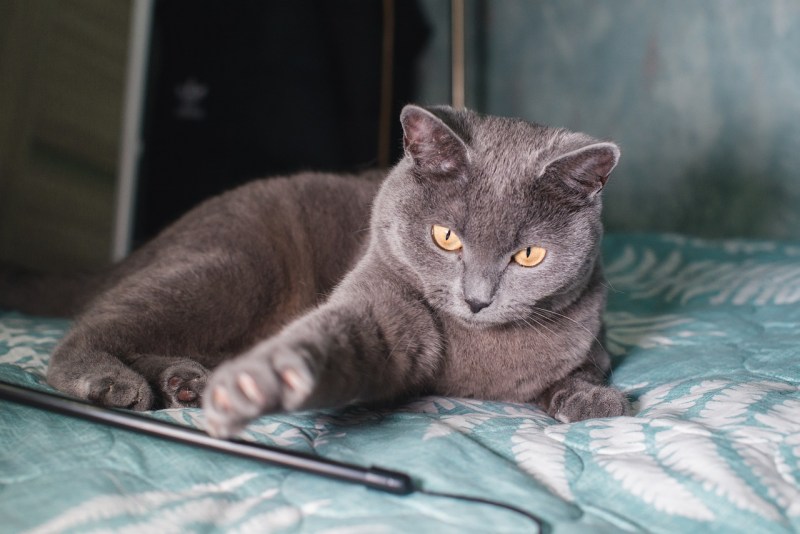 Британская короткошёрстная кошка голубая котята