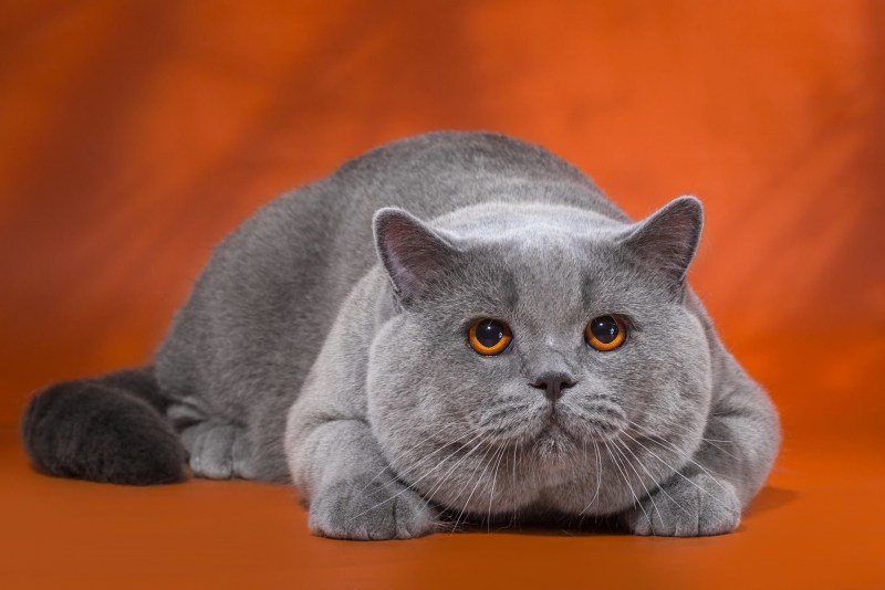 Голубой британец кот