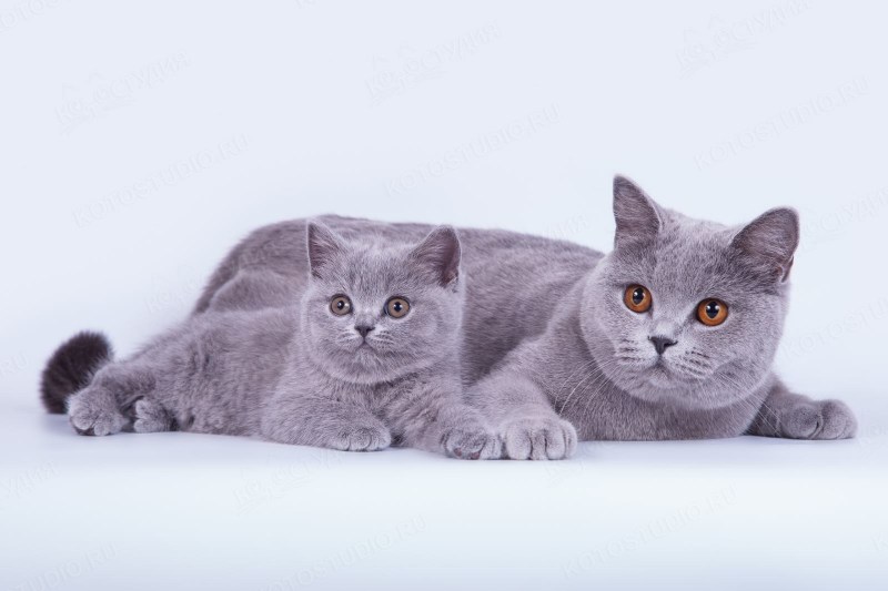 Британская короткошёрстная кошка