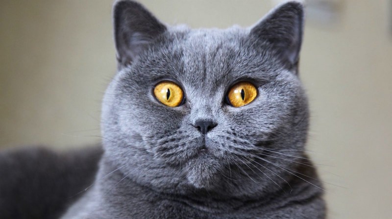 Британская короткошёрстная кошка